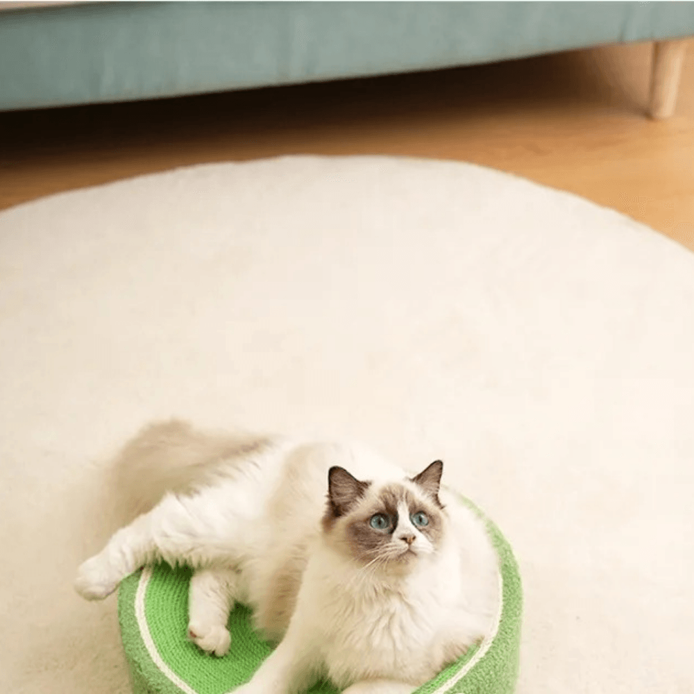 Cat Scratcher Bed