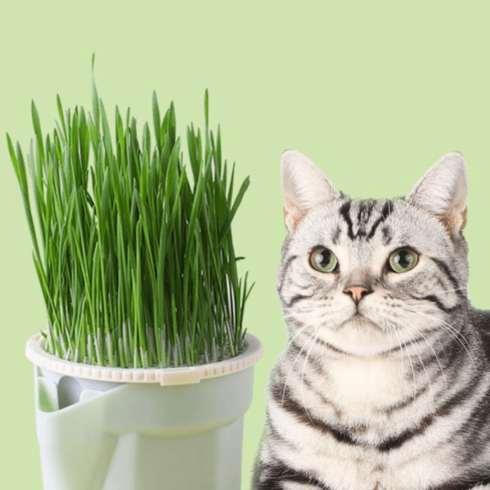 Cat Plant Pot